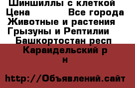 Шиншиллы с клеткой › Цена ­ 8 000 - Все города Животные и растения » Грызуны и Рептилии   . Башкортостан респ.,Караидельский р-н